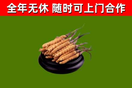 平乡烟酒回收冬虫夏草.jpg